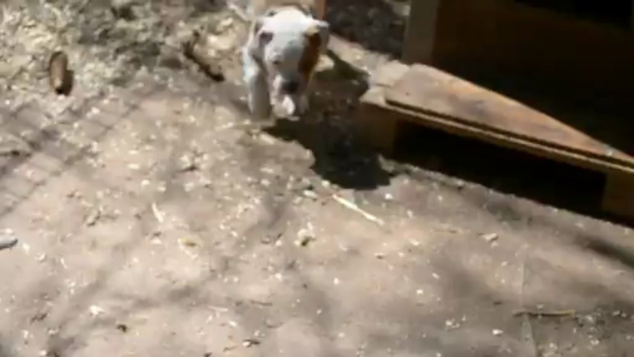 bébés Bull'am a 7 semaines...