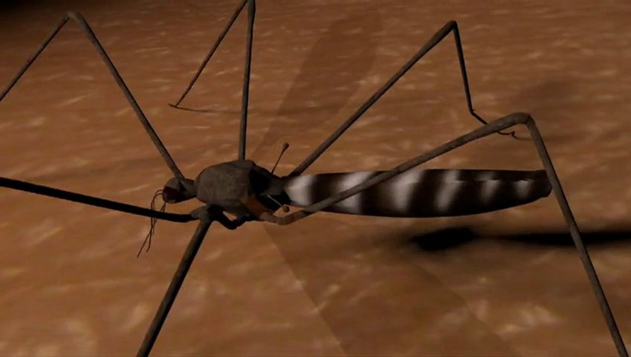Malaria