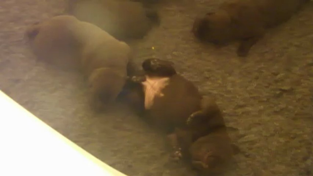 Les bébés chocolat à 1 semaine