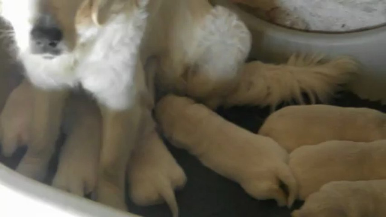 Les bébés golden à 2 semaines