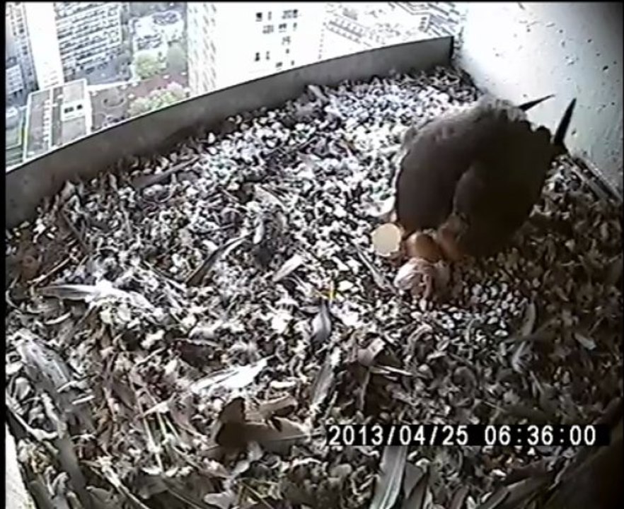 Naissance d'un premier poussin de Faucon pèlerin