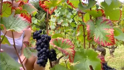 Les Climats de Bourgogne: Bruno CLAVELIER à VOSNE-ROMANEE (21)
