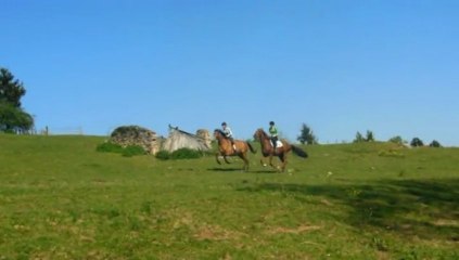 Juments euphoriques