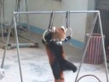 Panda roux fait de la gymnastique sur des anneaux