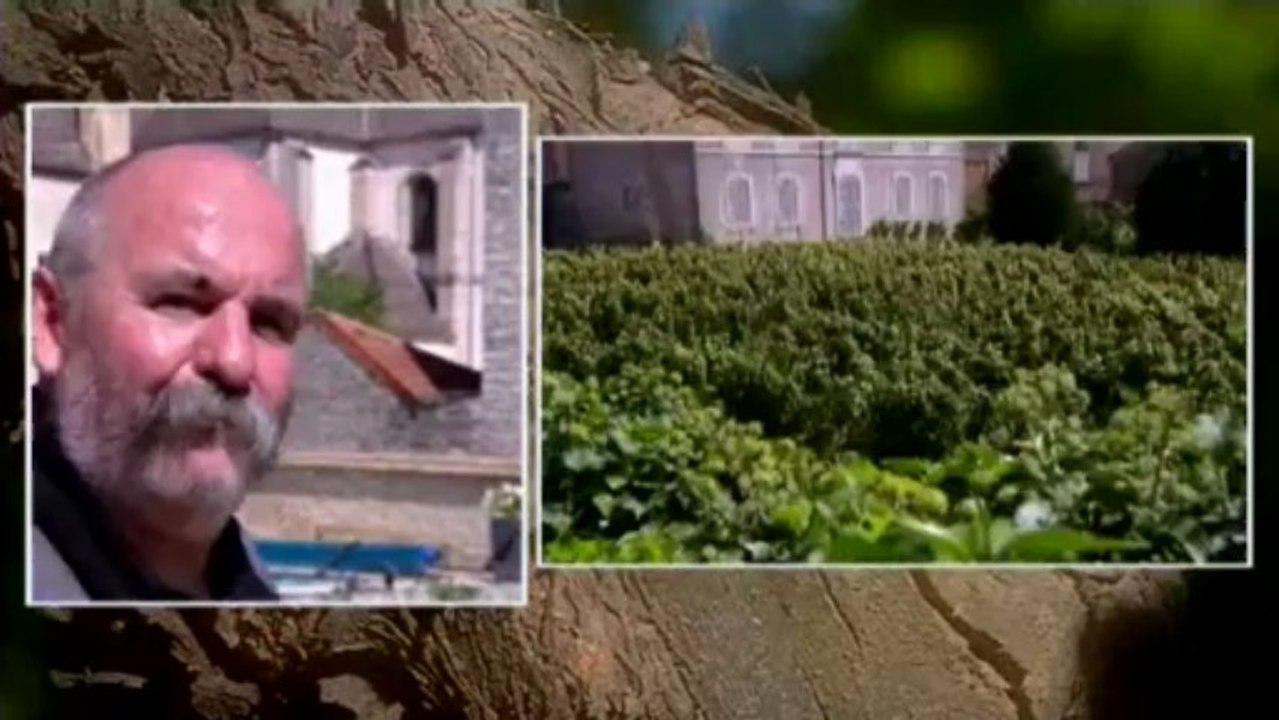 Les Climats de Bourgogne:  Thierry  VIOLOT à Pommard (21)