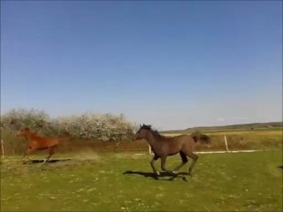 Mélody et ses pouliches, avril 2013