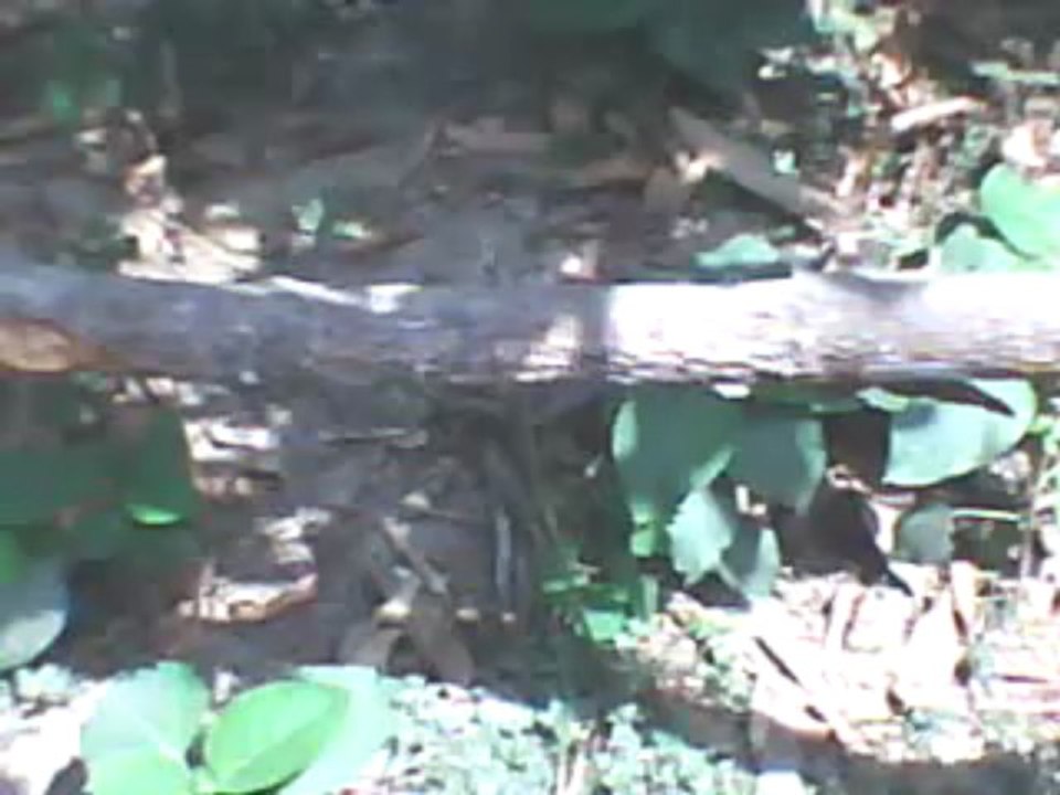 wAtCh P2P Free TV FC BASEL VS CHELSEA LiVe SOCCER Streaming Sopcast Online Coverage Feed HD TV