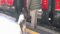 Rex testimonial del Frecciarossa, i cani viaggiano ad alta velocità