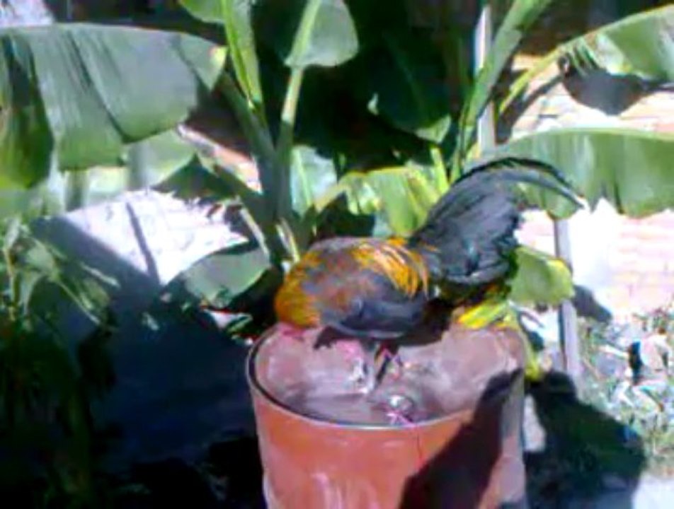 POLLOS MEL SIMS de 10 meses VENDO $4000, TOLUCA,  MEXICO.