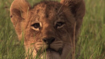 Allarme Leone: può sparire tra 10 o 20 anni