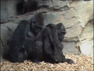 Ebo, the first gorilla born in Bioparc Valencia meets 6 months