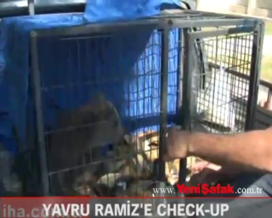 Yavru Ramiz'e check-up