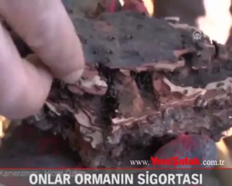 Onlar,ormanın sigortası
