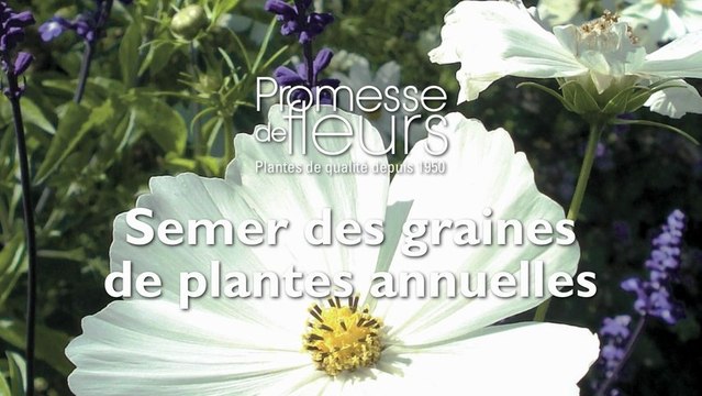 Semer des graines de plantes annuelles