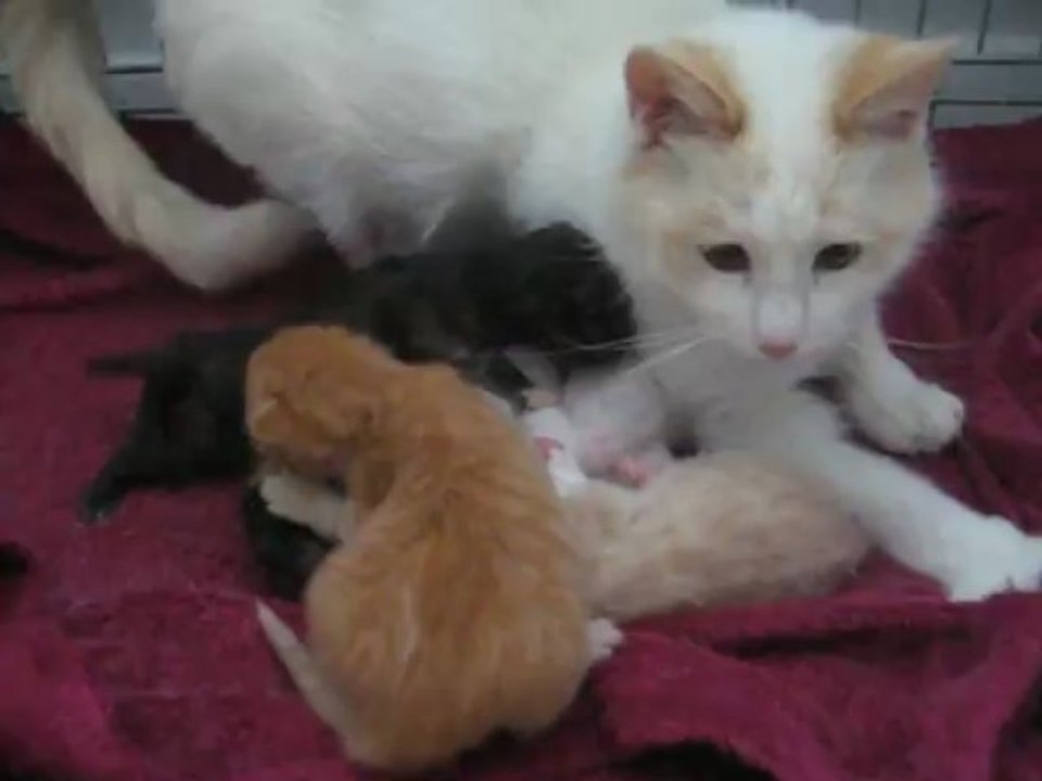 Starlette et ses bébés