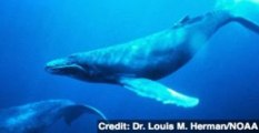 Humpback Whales Show Culture by Passing On Food Habits