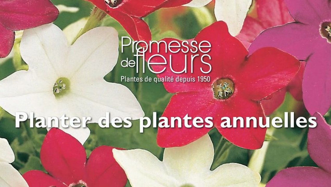 Planter des plantes annuelles