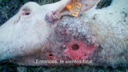 Ganaderos, las mordeduras invisibles - MSA