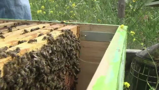 Greek bees holding their own...for the moment