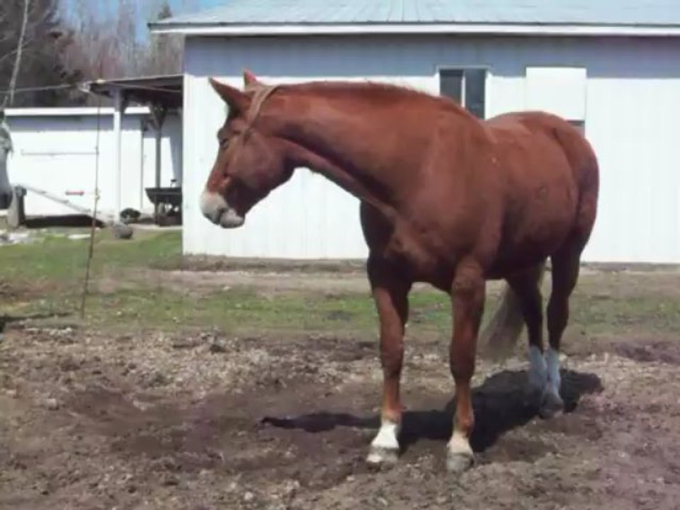 Dodo au soleil printanier.