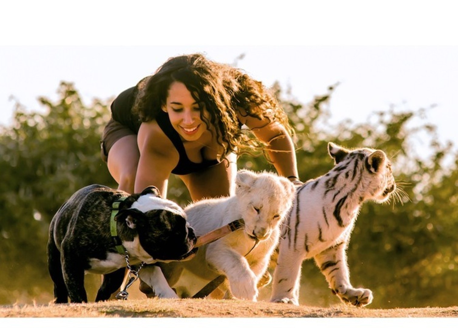 Lion Tiger Bulldog Buddies Video Dailymotion