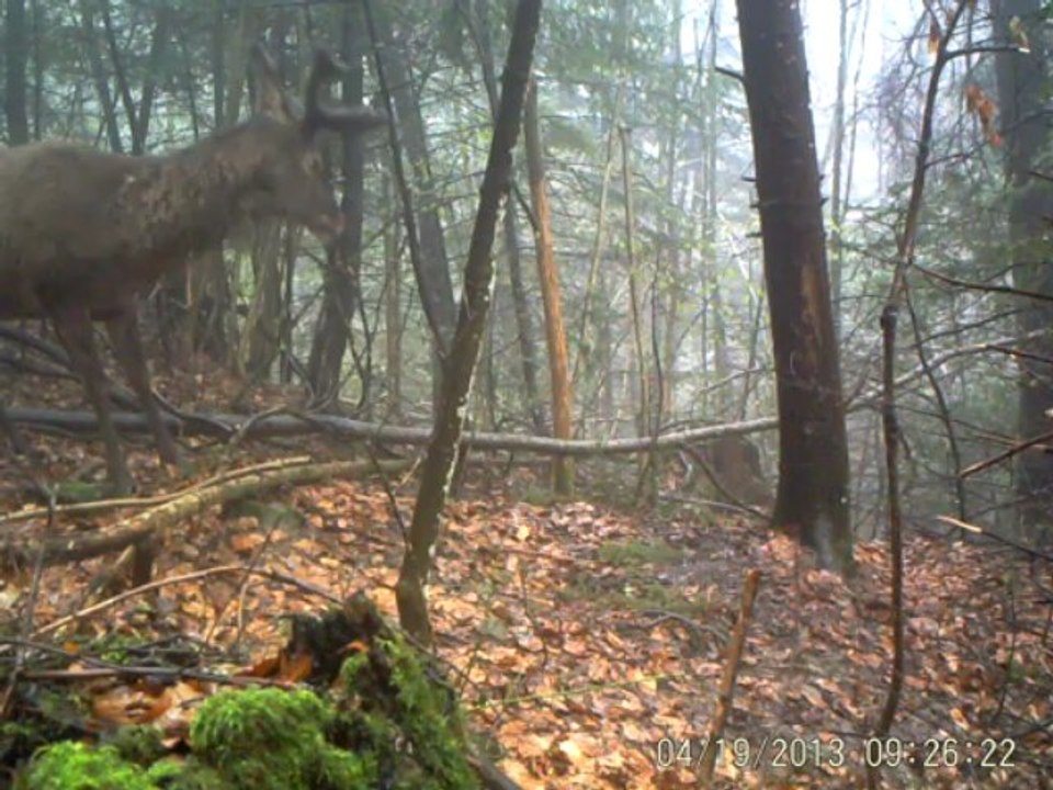 CERF1