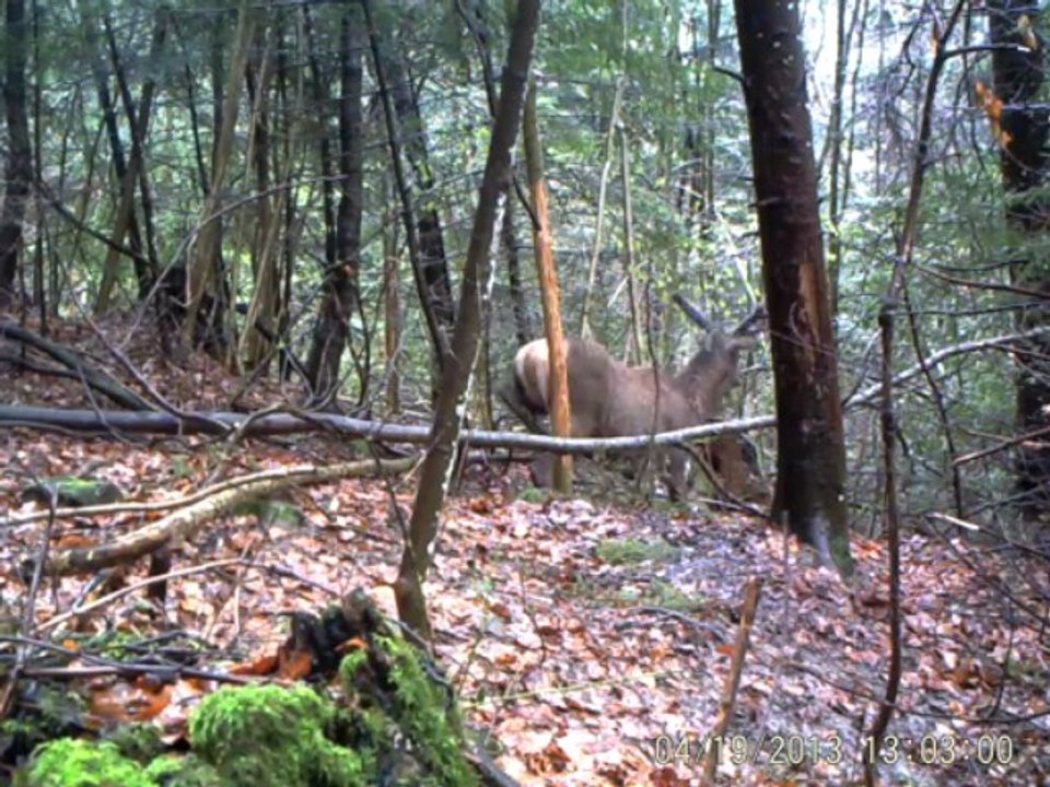 CERF2