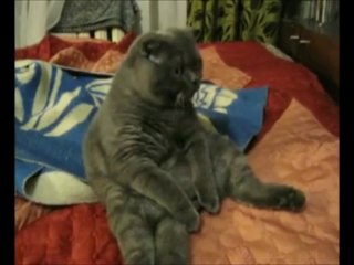 Minou écoutant quelque chose de Tennessee à la guitare..