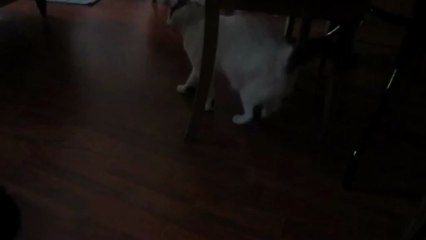 2013-04-28-Progrès de Capucine