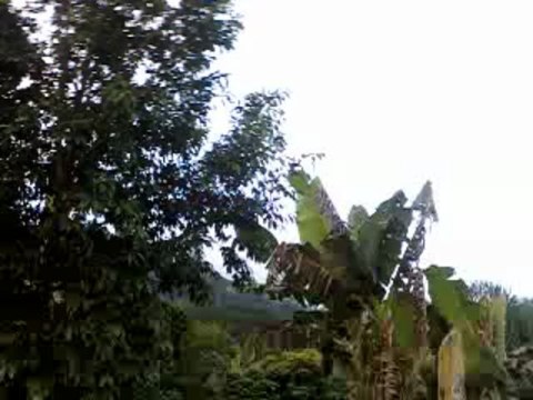 PRIÈRE POUR HAÏTI - PAR VALDEMIR MOTA DE MENEZES