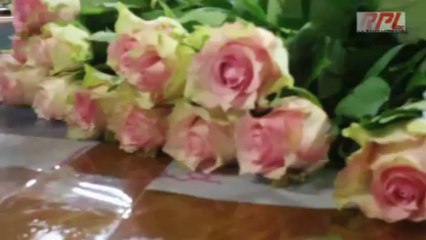 Saint-Julien-lès-Metz emballage des roses Une Rose Un Espoir 2013
