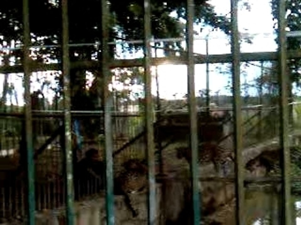 Jaguars2