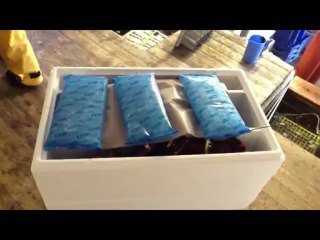 Cloud Pack Soft Lobster Packaging