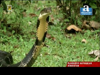 Belgesel: Öldürücü Hayvanlar - Hindistan