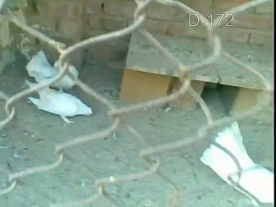 Laka--Kabooter--Video--4--D-172