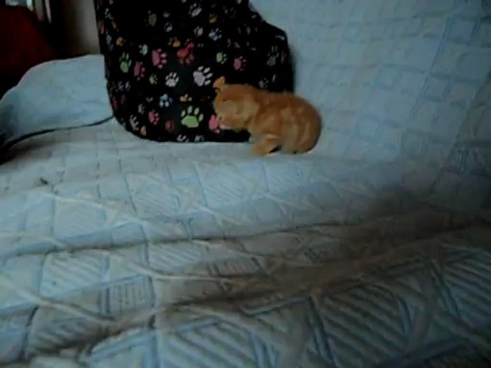 Chaton mimi découvre
