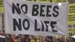 British campaigners call for ban on bee harming pesticides