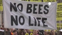 Londra, manifestano gli amici delle api, per chiedere il...