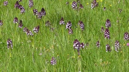 Les orchidées du vent