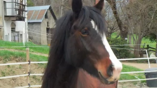 Vanaki saut en liberté