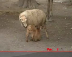 Emdiği süt kulağından akıyor
