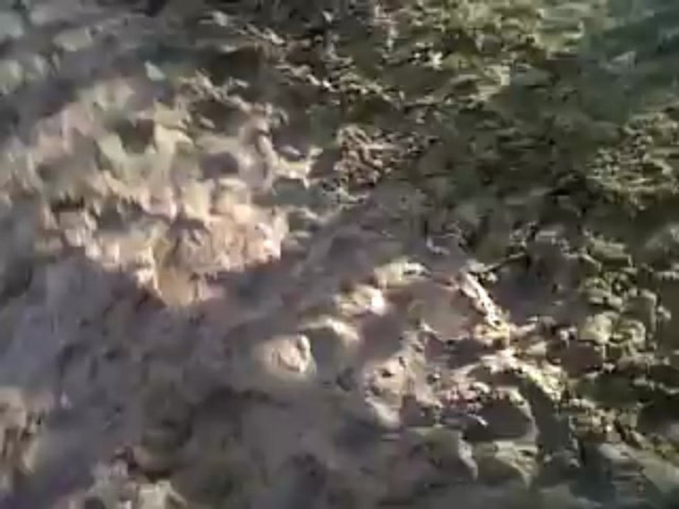 nanou promenade longe