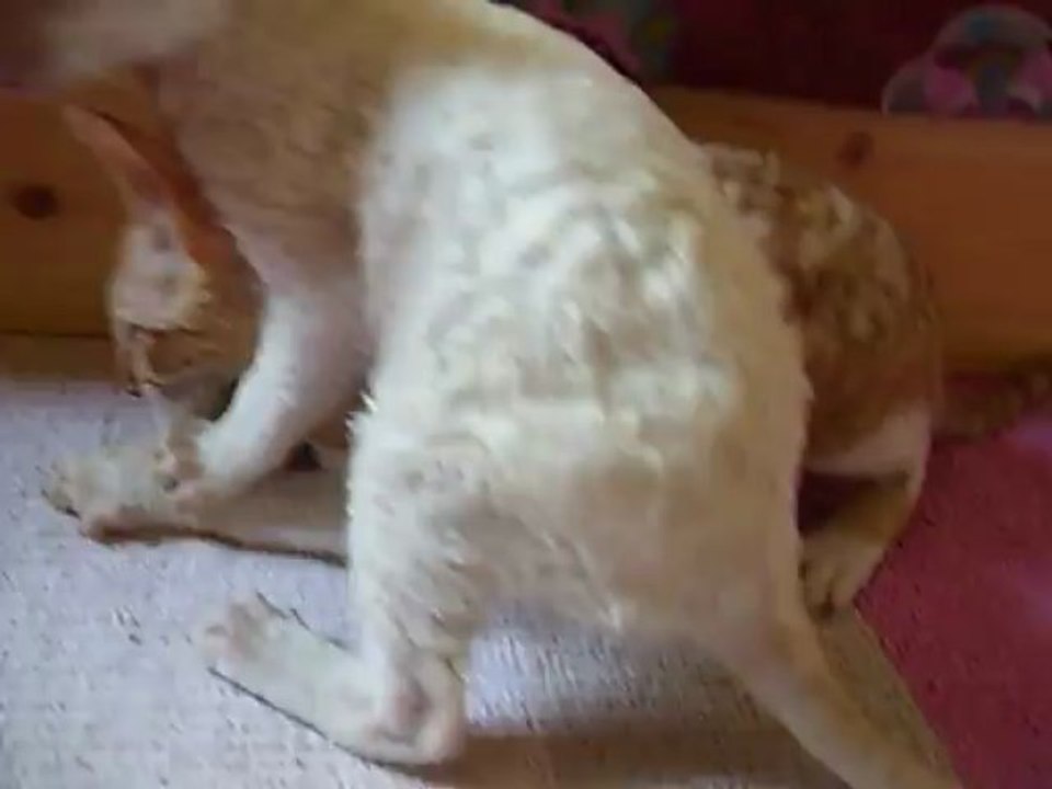 Chatons d ISAFOLD ERA à 8 semaines