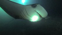 Manta ray night dive