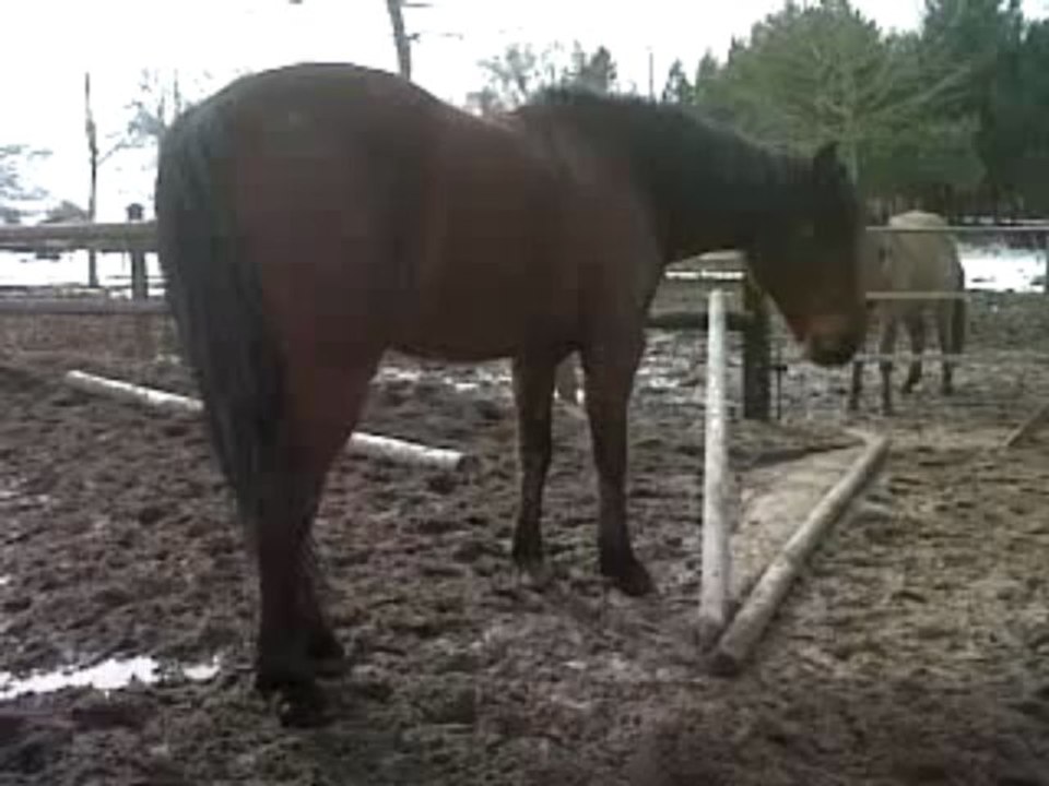 ecurie du val chevaux