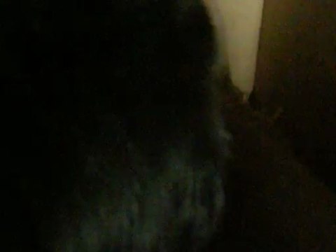 hubert rencontre les chiens