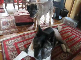 Tahoe & Shina jouent dans le salon