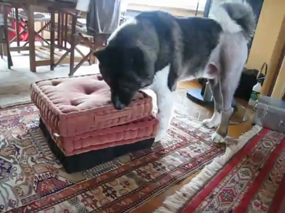 Tahoe joue avec son pouic dans le salon