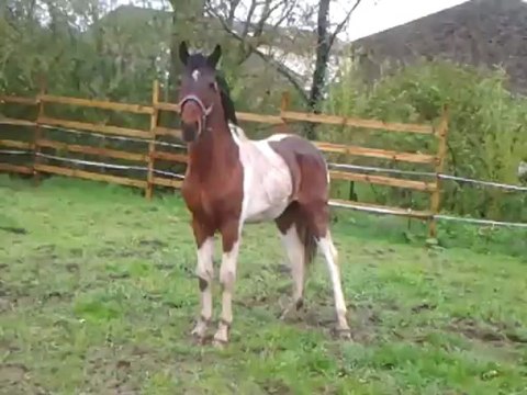 chaman joue avec les chiennes