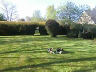 Chouane et Golmotte jouent au jardin